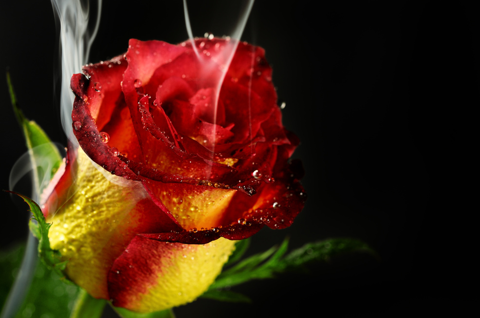 Red rose with steam